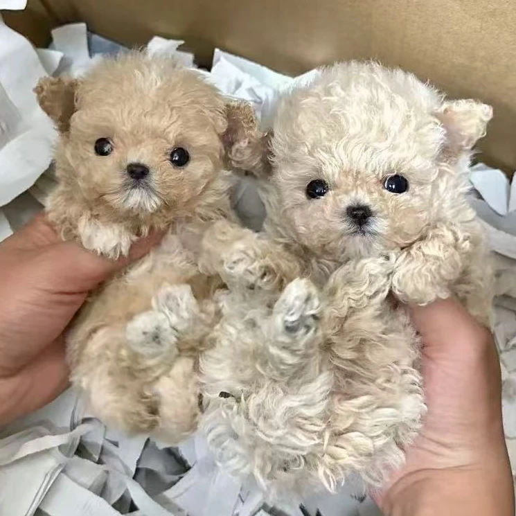 【哈迪萌宠】泰迪熊小体 比熊泰迪马尔泰多品种精品萌犬宠物活体