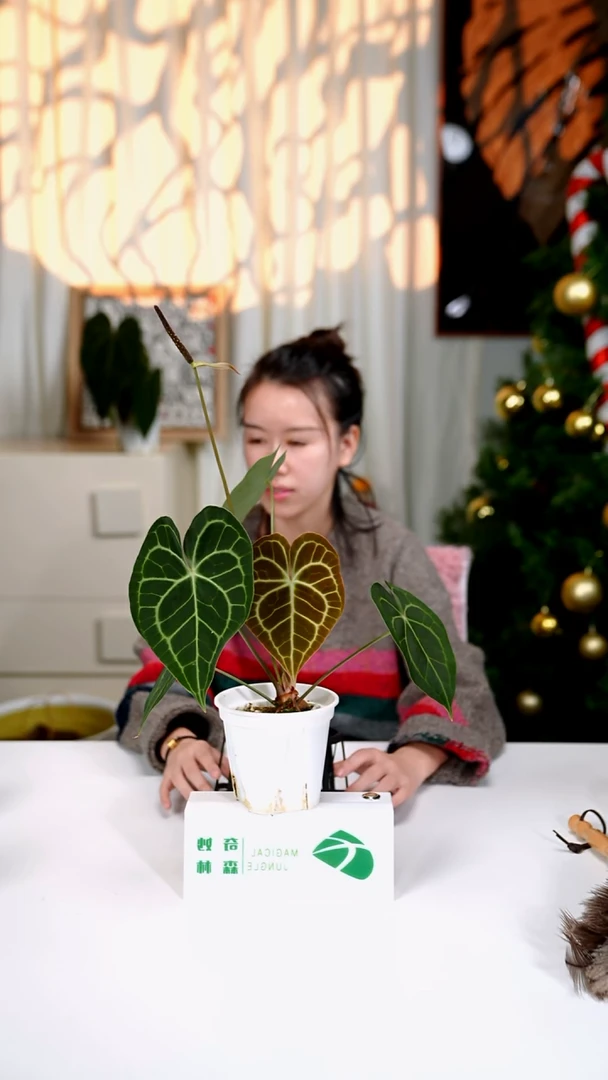 完全开放奇妙森林skg银红x克莱恩