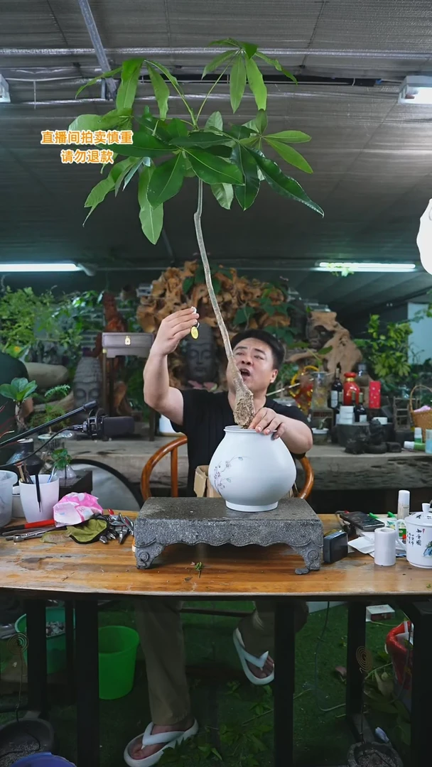 当前无花栽培后可以开花发财树265+