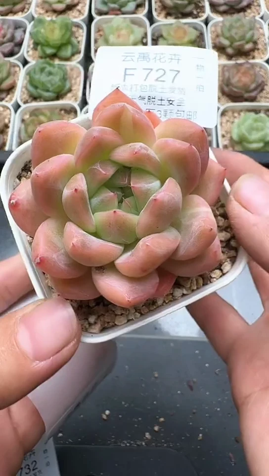 727F云禹多肉植物 默认脱土纸巾打包 3颗包邮