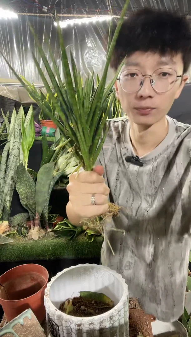 狐狸尾裸根6.8...