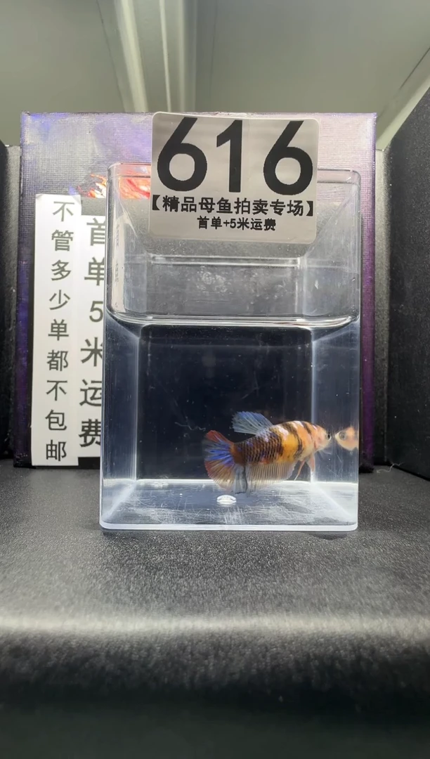 斗鱼母鱼编号：616