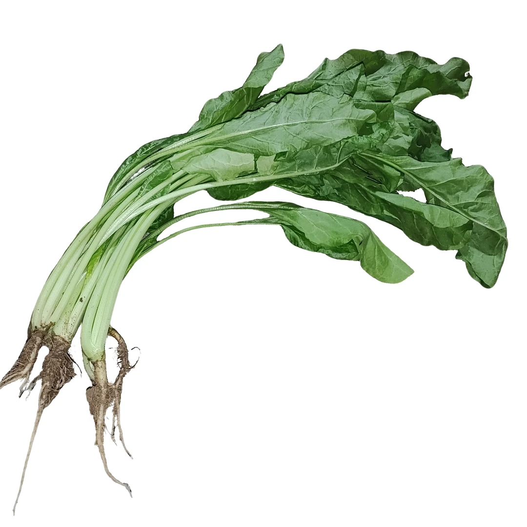 根达菜2斤戎姐生态农场绿色蔬菜根达菜