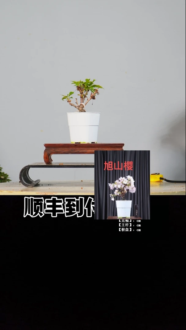 无花朵v584旭山樱bubaoyou