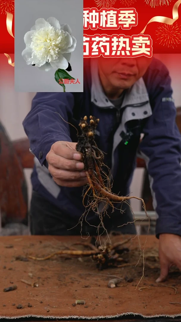 【晚场原颗芍药一物一拍】80号