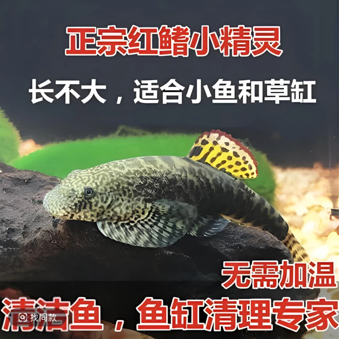 红鳍小精灵 冷水清洁鱼 清道夫 工具鱼 擦玻璃吃垃圾 皮实好养