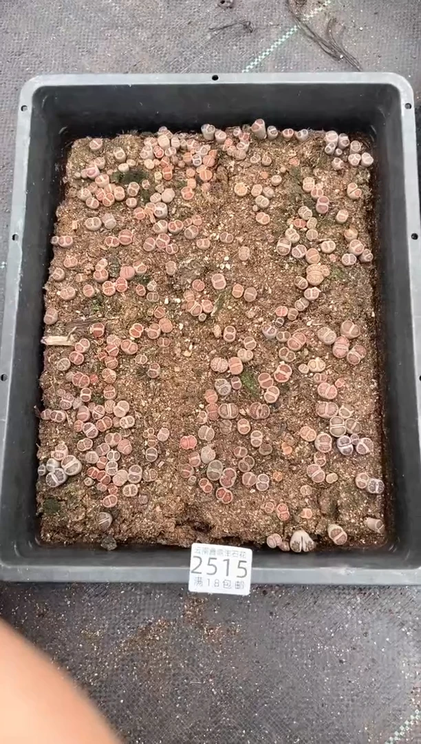 2515特价菊纹章框有疤瑕疵带土不带盆发货1盘