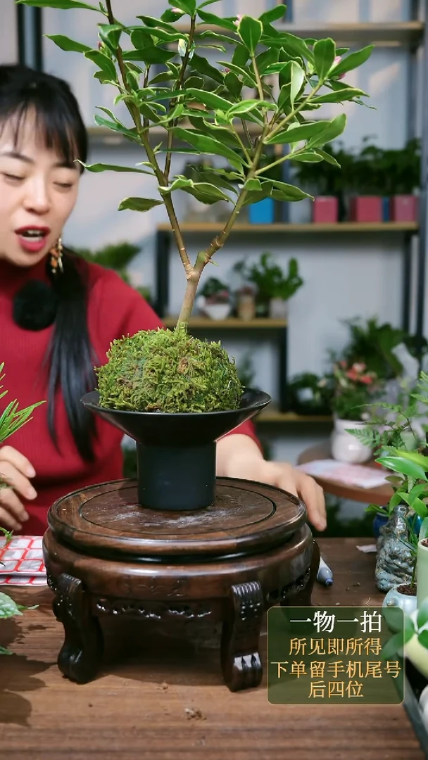 【闪购商品】102--6442金边瑞香一套苔藓球