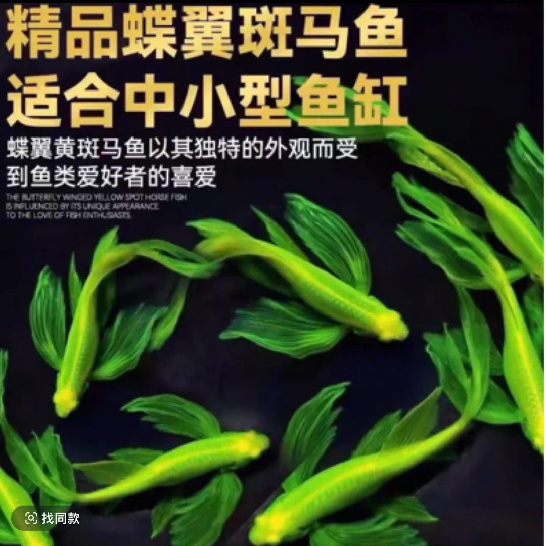 蝶翼斑马鱼小型热带鱼好养淡水鱼观赏鱼3-4cm大号蝶翼包路损