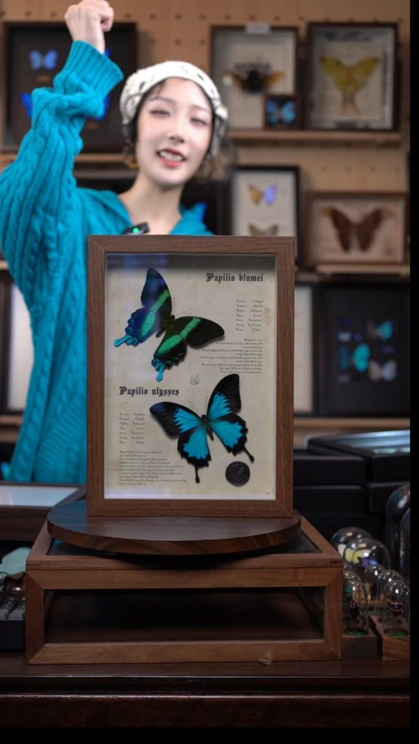 天堂凤蝶+爱神凤蝶A4复古框