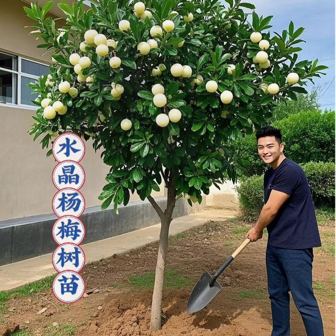 白水晶杨梅苗杨梅树苗嫁接杨梅盆栽地栽南北种植大果树苗杨梅苗
