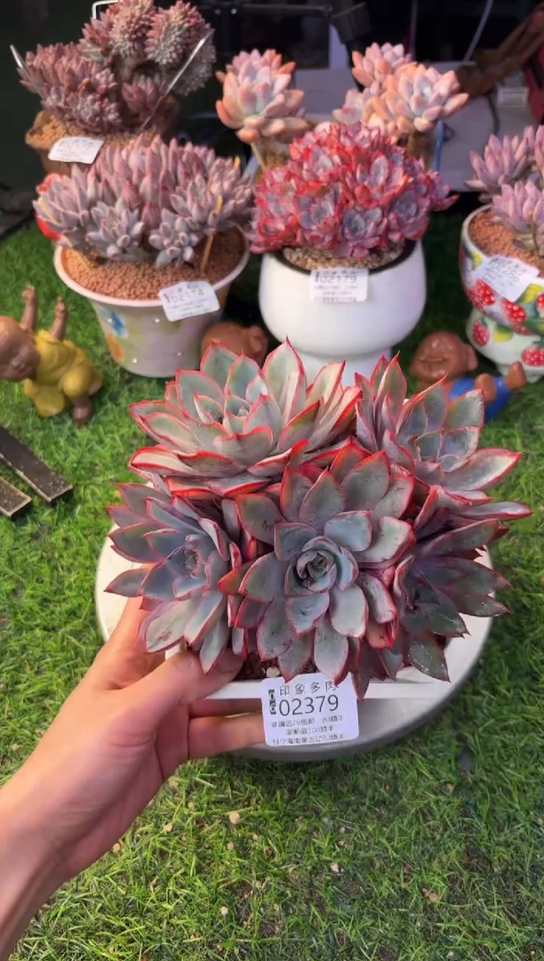 昆明印象多肉02379