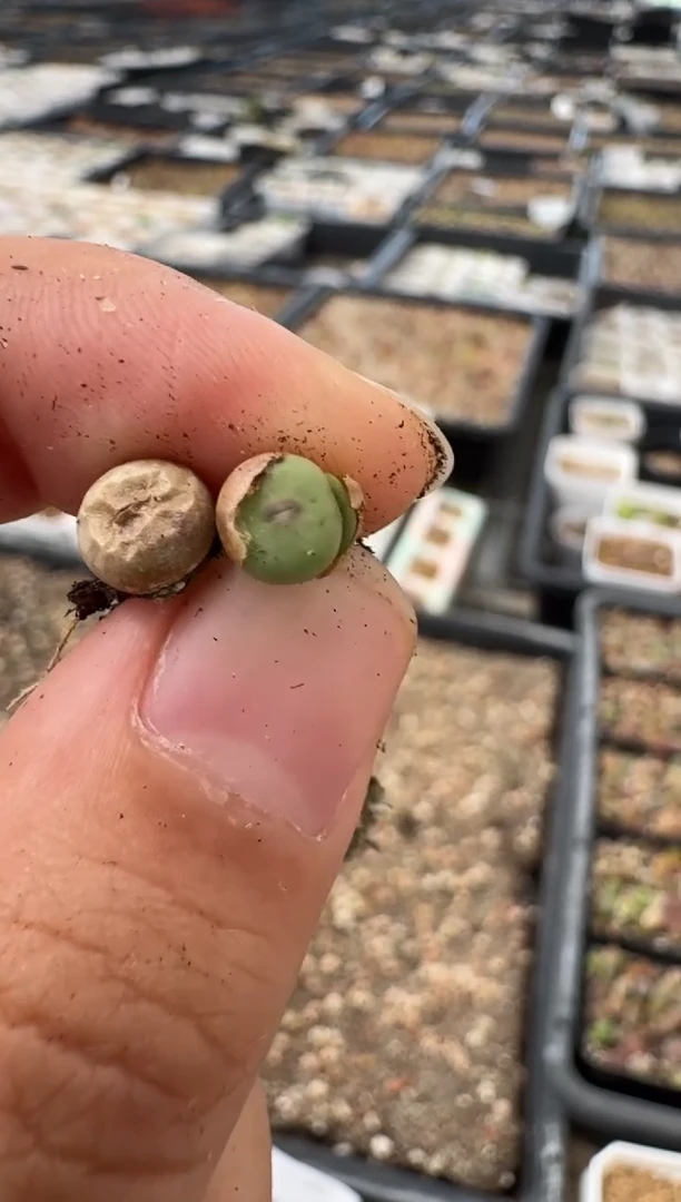 8-218多肉植物肉锥