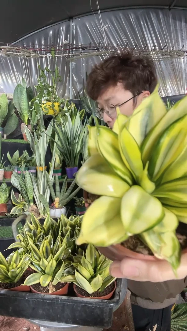 【闪购商品】金特尼植物9.9
