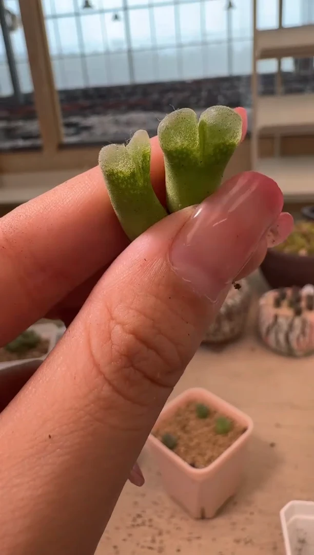 16-209多肉植物肉锥