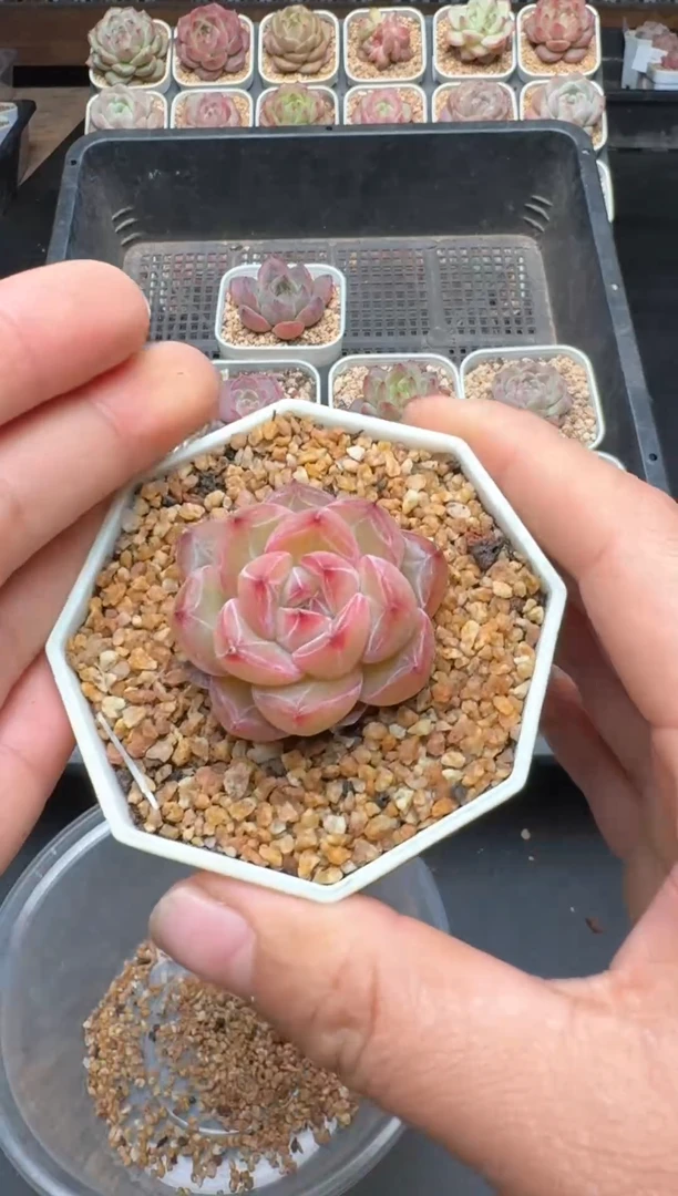 【闪购商品】381A号一物一拍多肉花卉植物拍3颗起发