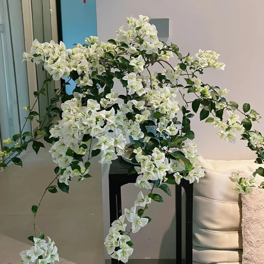白雪公主三角梅悬崖桩瀑布造型 途中会有落花落叶现象