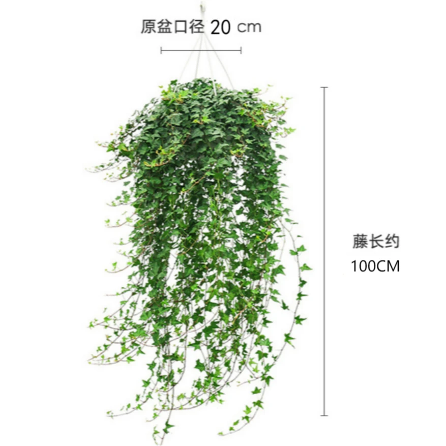 [XX大苗]枫叶常春藤吊兰比绿萝室内水培挂墙壁挂阳台绿植垂吊挂墙