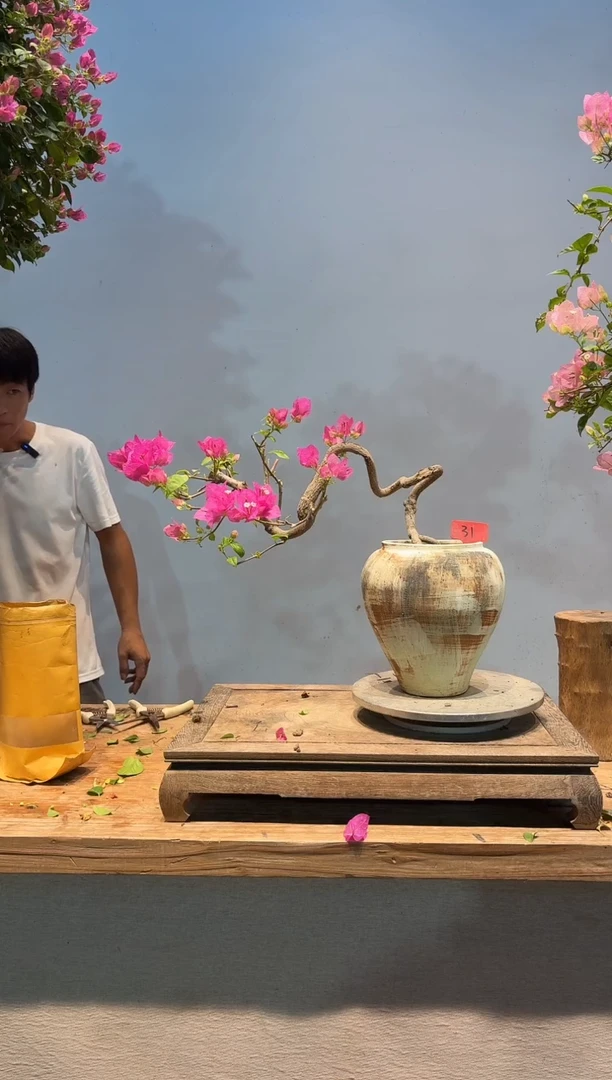 全部花朵以****ᐝ三角梅31