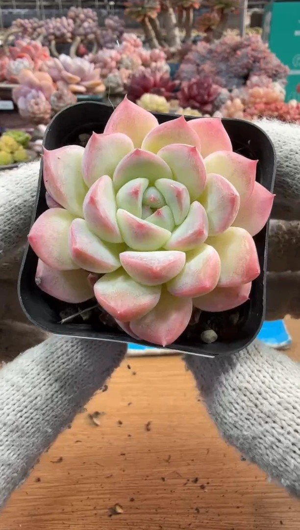 东云多肉园三店-127