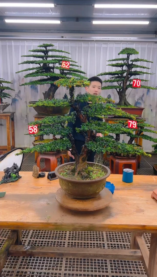 无花朵精品盆景直播间一物一拍