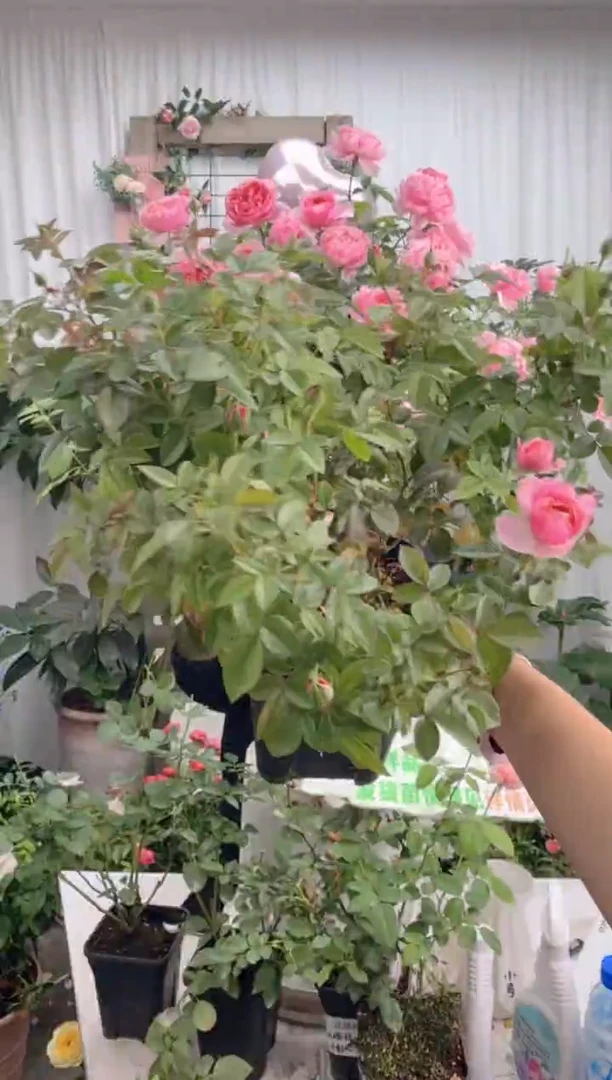 当前无花栽培后可以开花2.8根接 盈盈粉 DY0928002