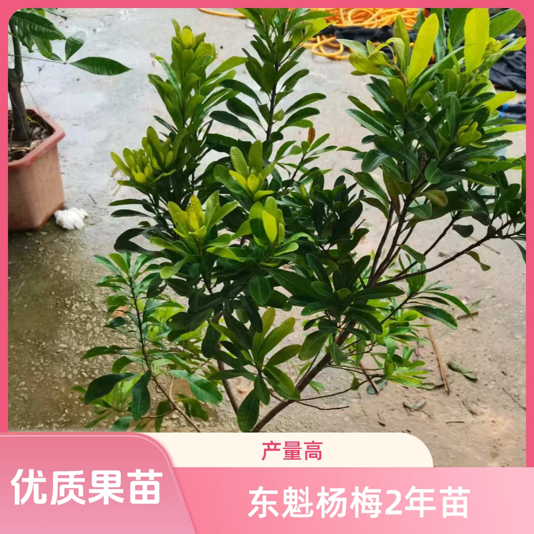 顺益果树东魁杨梅2年苗