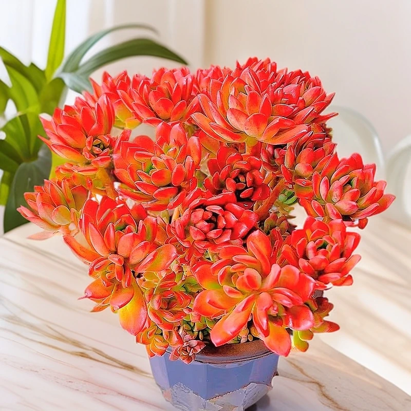 老桩红稚莲沙漠玫瑰阳台群生老桩大型多肉花卉植物新手好养脱土发