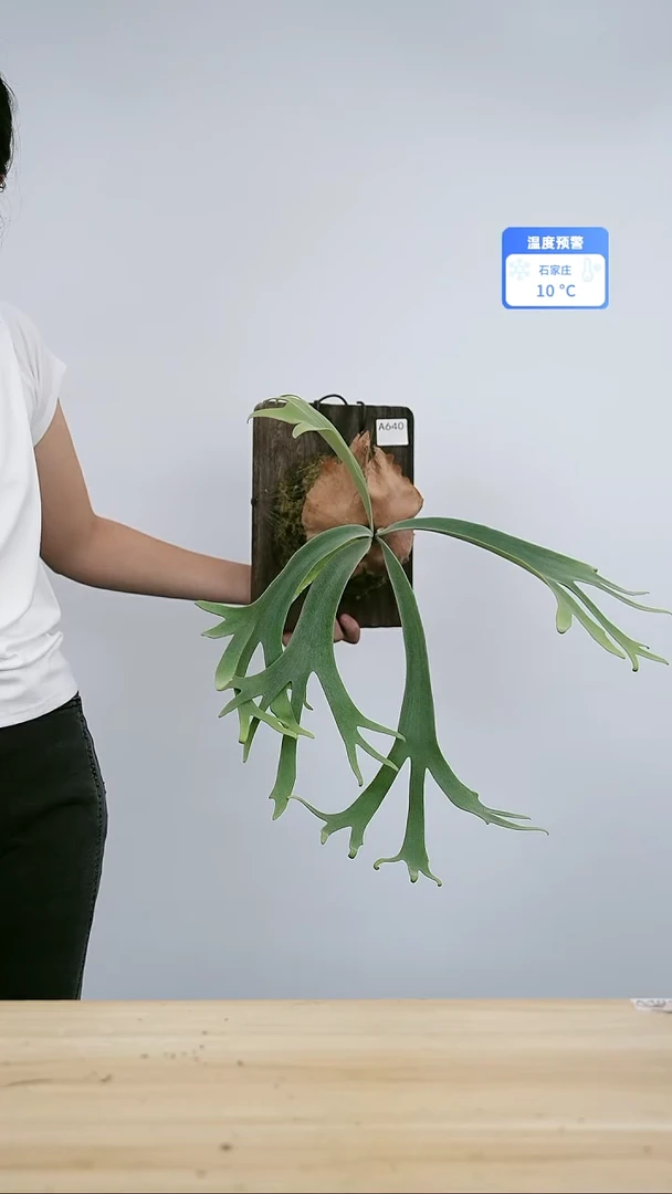 无花朵A640 黄月上板