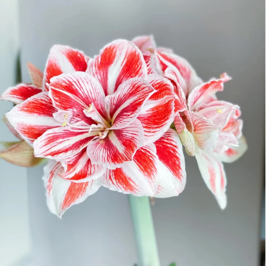 【明亮妮芙残次球】★荷兰重瓣原生朱顶红种球室内外盆栽阳台花卉种