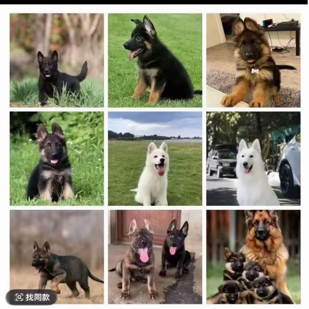 狗狗宠物相册，金