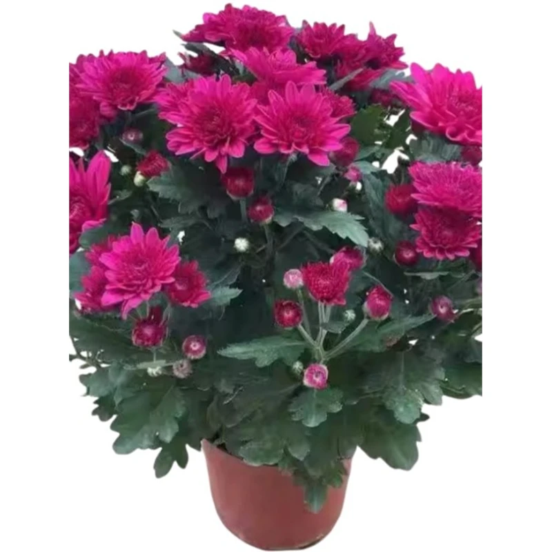 四季荷兰菊进口菊花苗耐寒易活花卉盆栽绿植好养室内外阳台绿植物