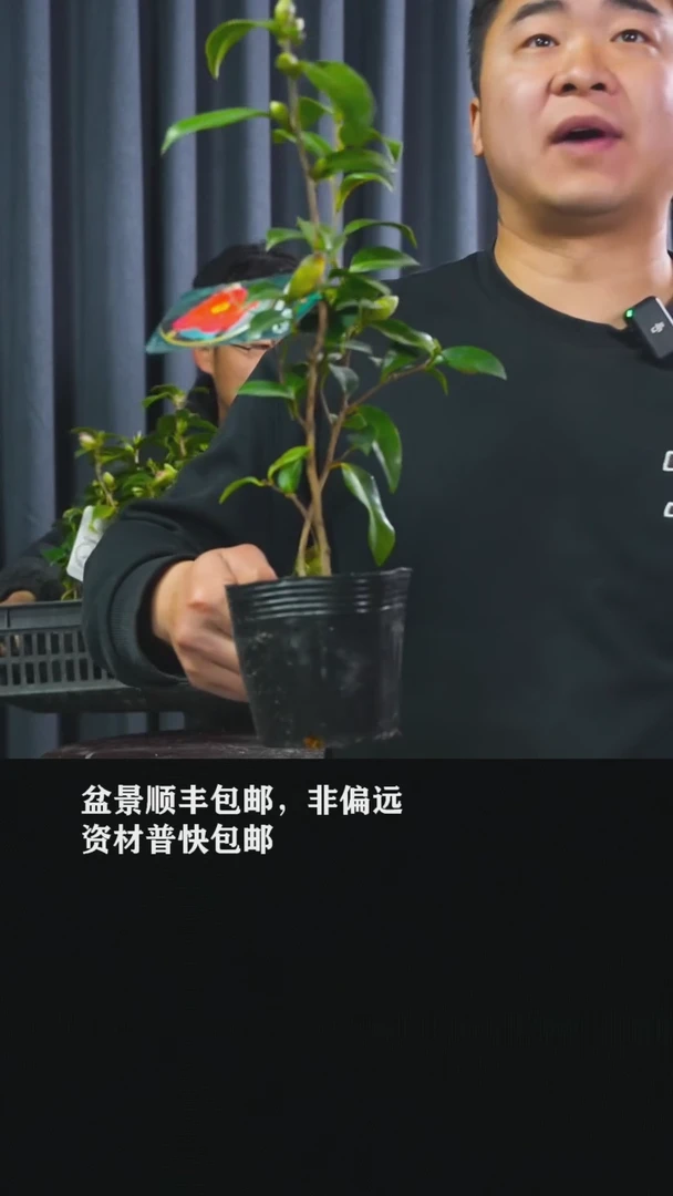 【闪购商品】出云大社-BB41