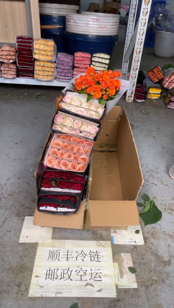 传奇20枝+莫泊20枝+粉红20枝+橙色芭比10枝