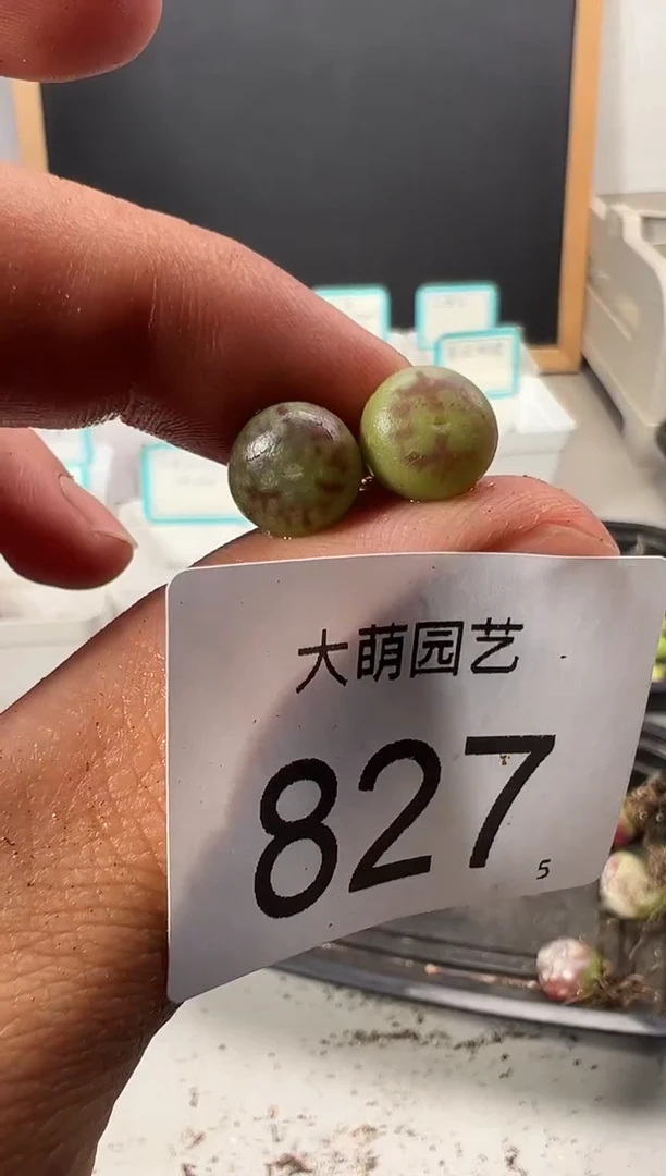 【闪购商品】++++827