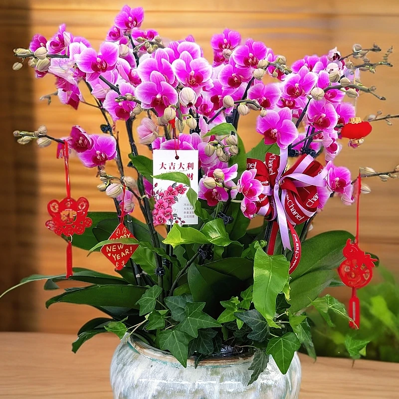 年宵花｜【宝贝】蝴蝶兰 高品质双花箭带侧枝3.5寸