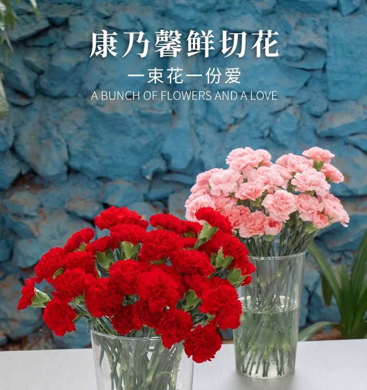 单头红粉康乃馨多头康乃馨鲜切花云南鲜花基地直发家用母亲节花束