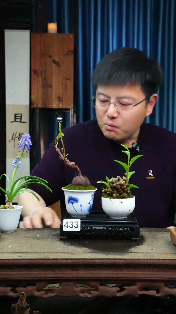 【闪购商品】苔藓微景观433号