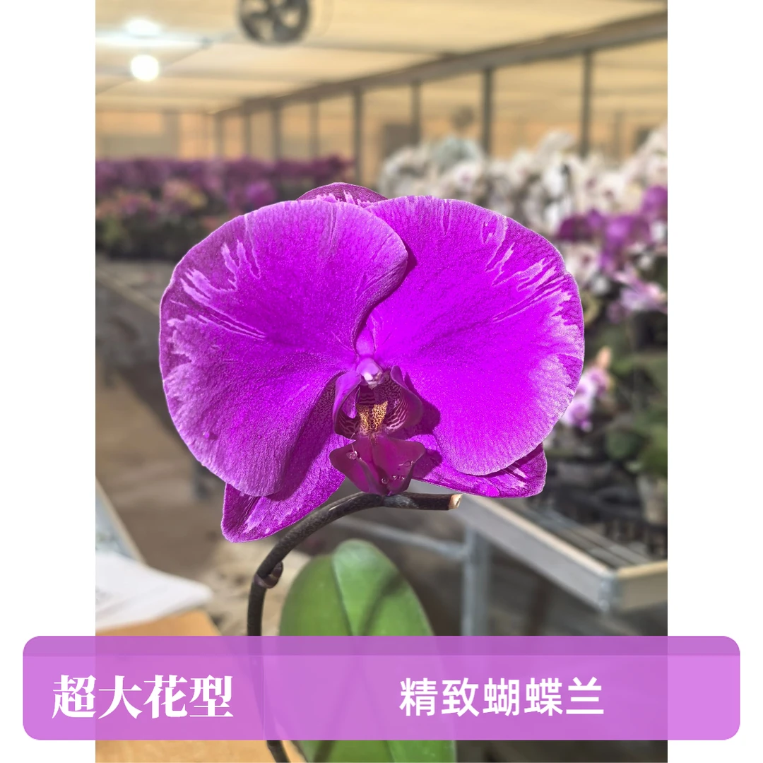 经典大花型蝴蝶兰室内花卉高端礼品（光芒四射）直径超大带苞发货