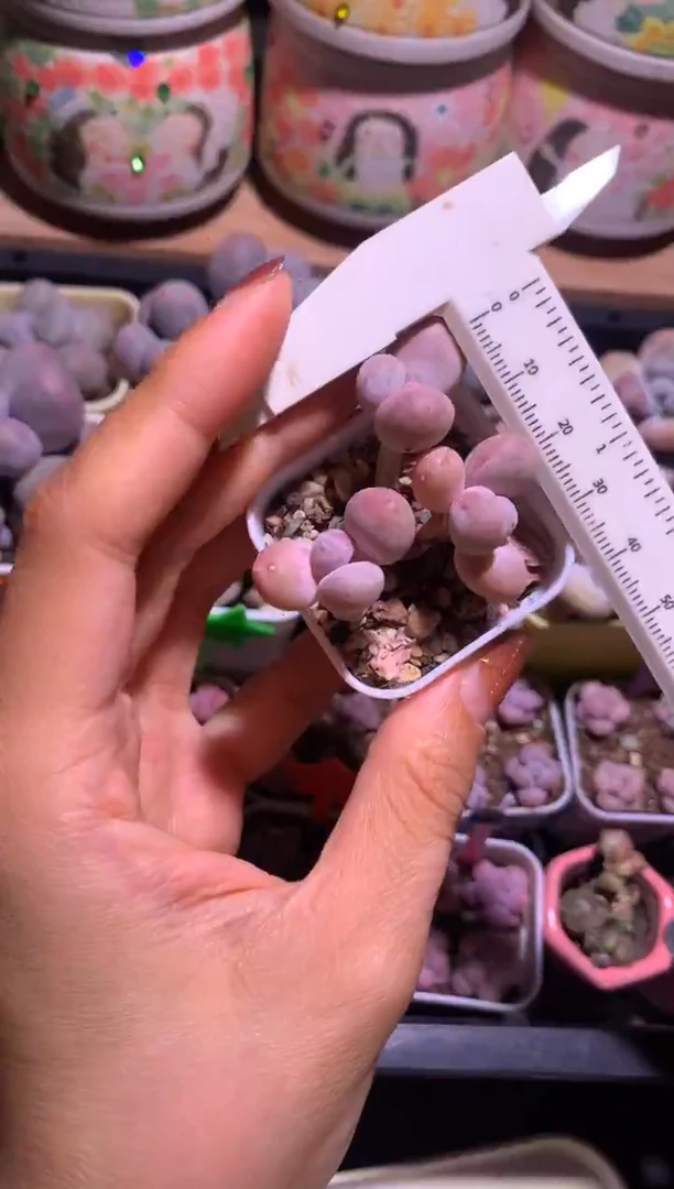 三头蛋黄奶酪，满28包邮不满发一个叶片到付