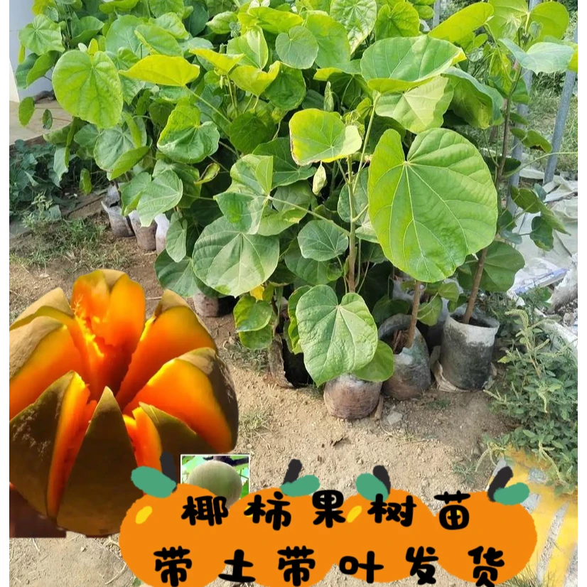 椰柿果树苗高端水果带土带叶发货