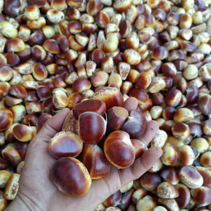 2025年新鲜金寨板栗3斤5斤  现摘现发去刺板栗