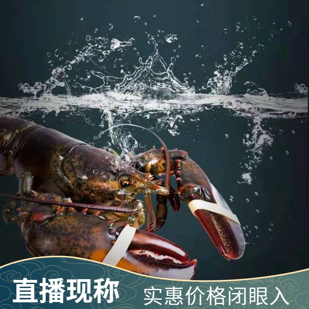 【直播现称组合】鲜活生猛波士顿龙虾大龙虾包鲜包肥