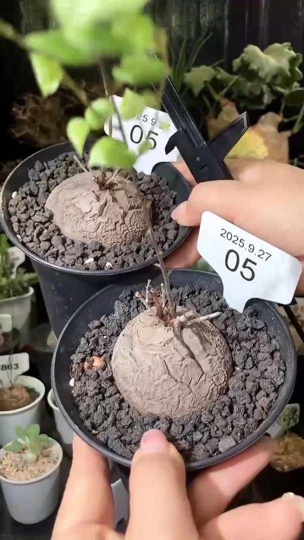5号927福利南非龟甲龙买1个送1个