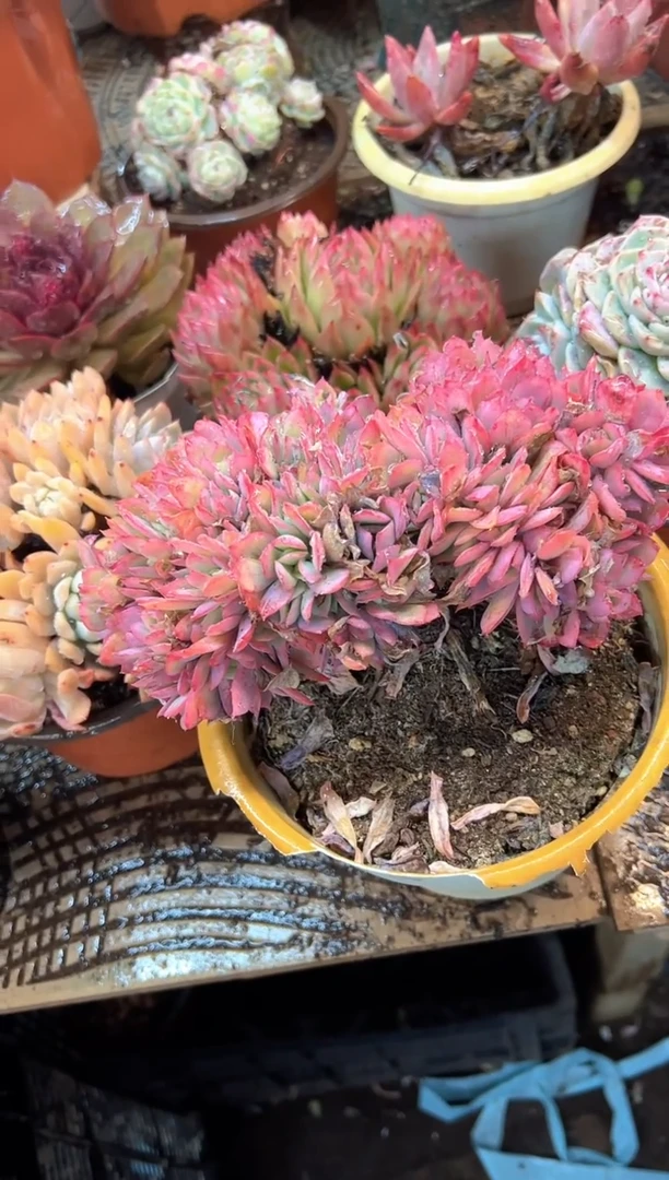 可*多肉植物一物一拍02587