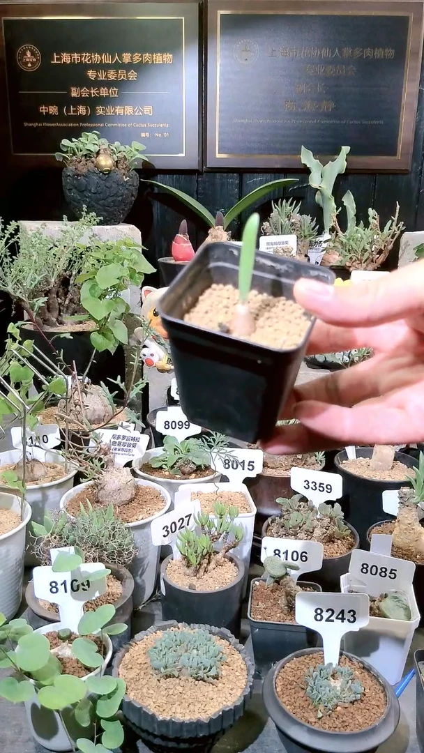 量拍1223福利巨波叶血莲