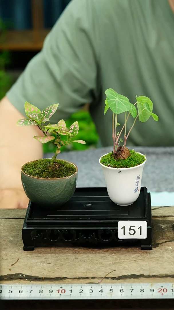 无花朵苔藓微景观151号