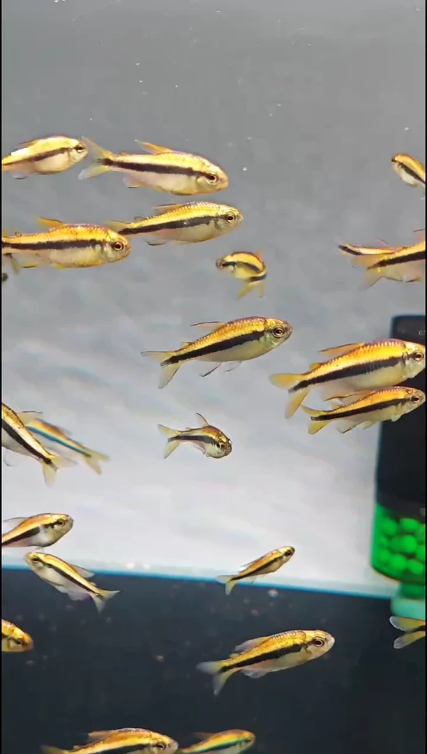 灯科鱼l****ulululu 白金柠檬蓝帝精选3条