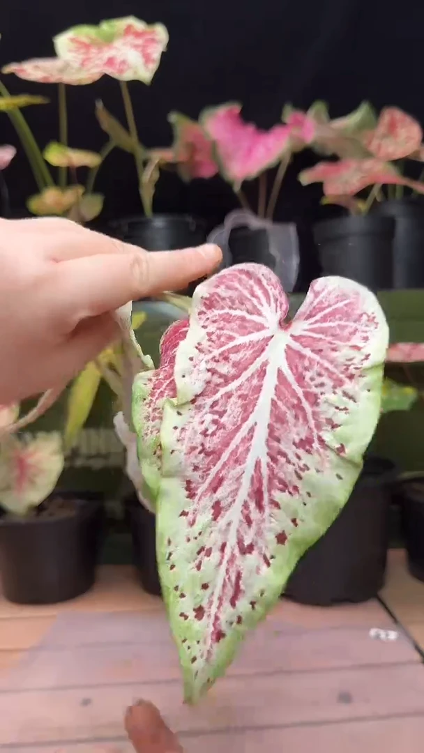 无花朵泰彩袋装祢豆子063