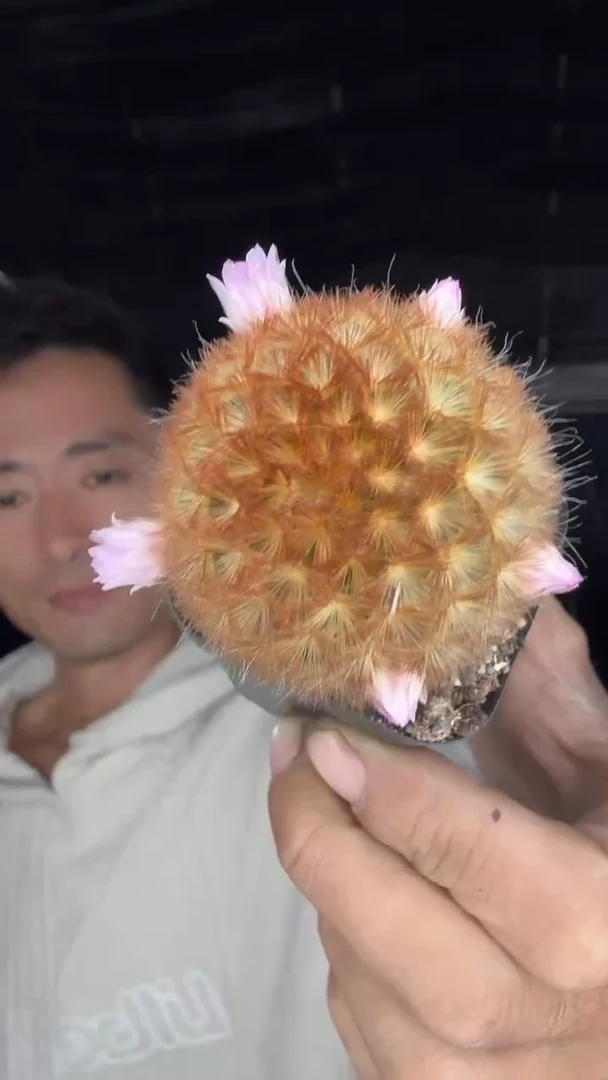 实生嘉文丸配货看图15.99